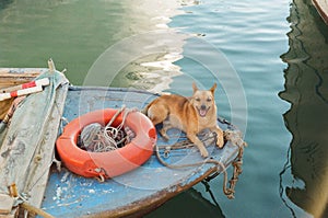 Water dog on the front of a boat.