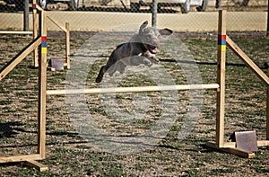 Water dog jumping obstacle of a circuit