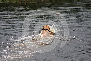 Water-dog retrieving a toy. photo