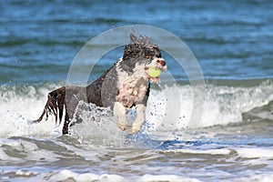 Water dog running out of the ocean waves fetching a ball