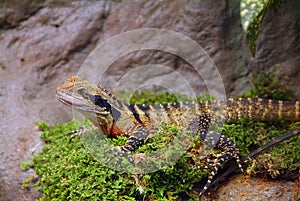 Water Dragon