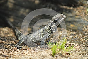 Water Dragon Basking