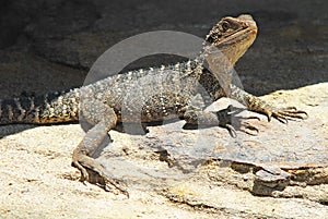 Water Dragon Basking