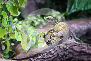 Water dragon on branch of tree, big tropical lizard in forest