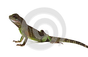 Water dragon lizard