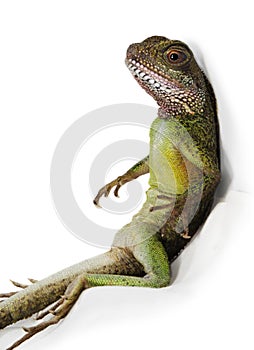Water dragon lizard