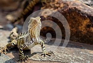 Water Dragon Lizard