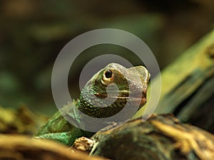 Water dragon (Physignathus Cocincinus)