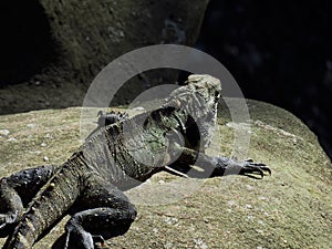 Water dragon resting on a rock