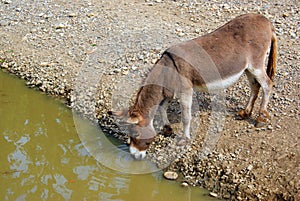 Water drinking