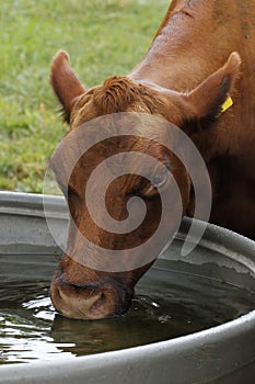 Water drinking cow
