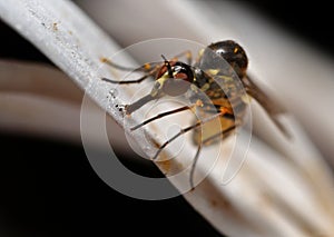 Water-drinking fly