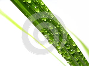 Water drip on palm leaf