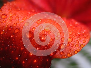 Water drip on red lily