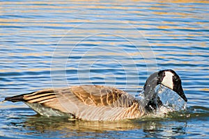 Water dripping off the head of a goose