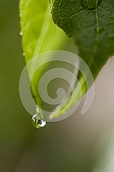 Water dripping off a leaf