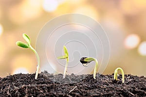 Water dripping on the seedling. New born plant. Planting tree in garden home.