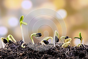 Water dripping on the seedling. New born plant. Planting tree in garden home.