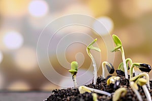 Water dripping on the seedling. New born plant. Planting the tree for relax and recreation on spring harvest