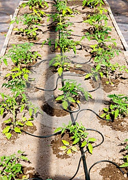 Water dripping system in home vegetable garden watering tomato plants in greenhouse.