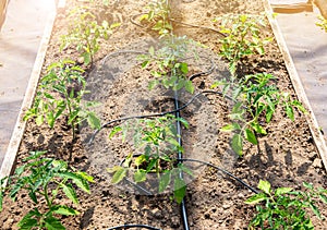 Water dripping system in home vegetable garden watering tomato plants in greenhouse.