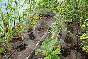 Water dripping system in home vegetable garden watering tomato plants in greenhouse. Home use water drip irrigation system.