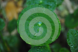 Water droop on green leaf