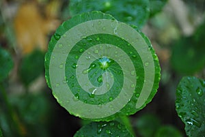 Water droop on green leaf photo