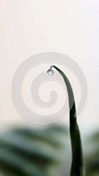 Water drop