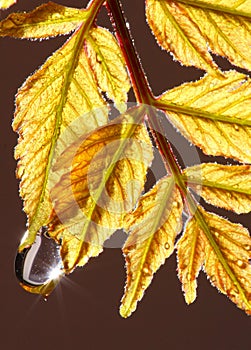 Water drop on Autumnal leaves