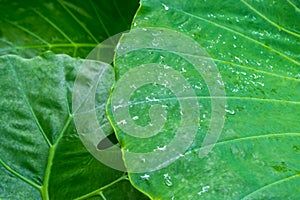 Water drop background on lotus leaf