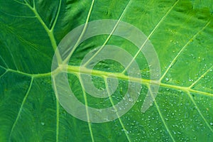 Water drop background on lotus leaf