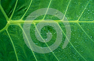 Water drop background on lotus leaf