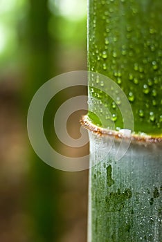 Water drop on bamboo