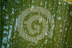 Water drop on banana leaf after rainy days. The earth can sustain life because the water from rain.