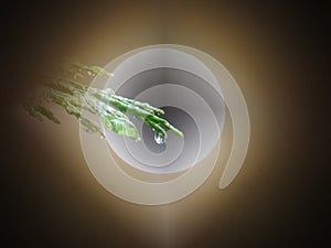 Water drop. Big full glowing moon behind a Cupressus tree branch on dark blurred sky background.