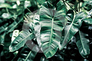 Dark Green Foliage: Vibrant Leaves Amidst a Mysterious Background