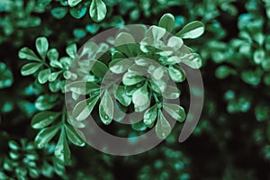 Water Drop on big green leaves, dark green leave background ,Green leaf on the dark background ,Dark lighting Nature foliage