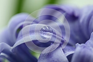 Water drop on a blue hyacinth flower