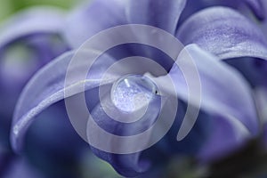 Water drop on a blue hyacinth flower