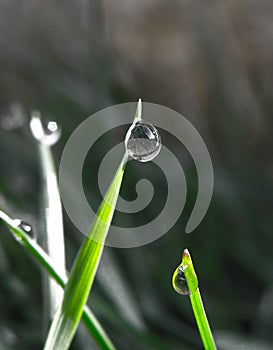 Water drop or bubble on leaf