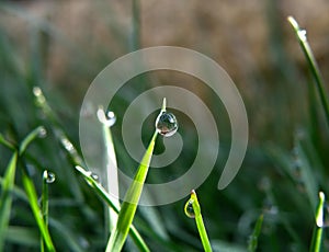 Water drop or bubble on leaf