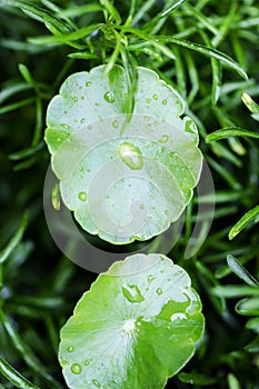 Water drop on centella asiatica