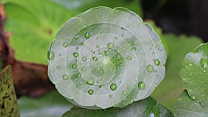 Water drop on the Centella plant leaves floating on water and movement by the wind.