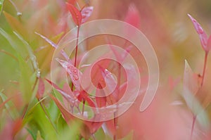 Water drop on Christina leaf