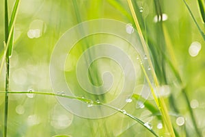 Water drop close-up on grass leaf and blur background