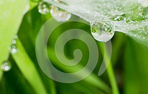 Water drop close-up on spider web and blur background