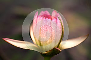 Water drop on colorful-pink