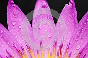 Water drop on colorful purple