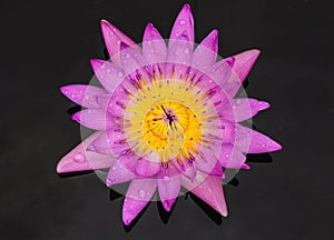 Water drop on colorful purple water lily